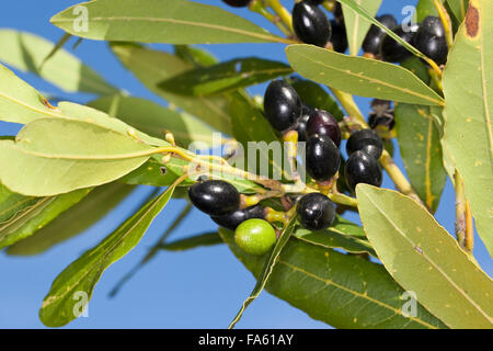 Lorbeerbaum, Sweet Bay, Obst, Lorbeerbaum, Lorbeerblätter, Lorbeer-Baum, Lorbeer, Frucht, Früchte, Lorbeerblatt, Laurus Nobilis Stockfoto