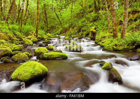 Gorton Creek durch üppigen Regenwald in der Columbia River Gorge, Oregon, USA. Stockfoto