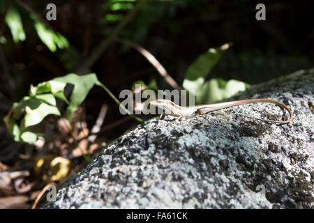 Kleine Eidechse, sonnen sich auf Felsen. Seychellen. Stockfoto