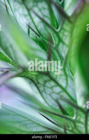 Nahaufnahme einer Acanthus Blütenstand mit ungewöhnlichen geäderten grünen Blätter und Stacheln. Stockfoto