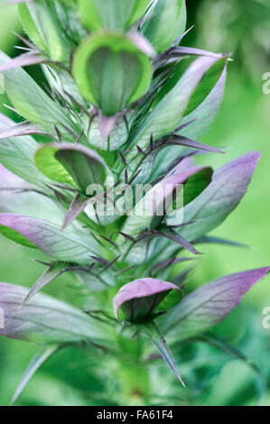 Nahaufnahme einer Acanthus Blütenstand mit ungewöhnlichen geäderten grünen Blätter und Stacheln. Stockfoto