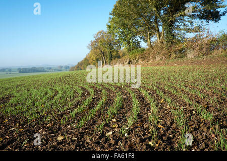 Winterweizen-Anbau im Feld. Stockfoto