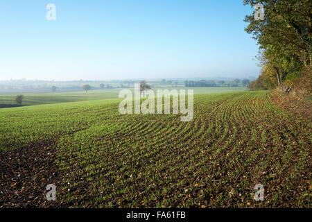 Winterweizen-Anbau im Feld. Stockfoto