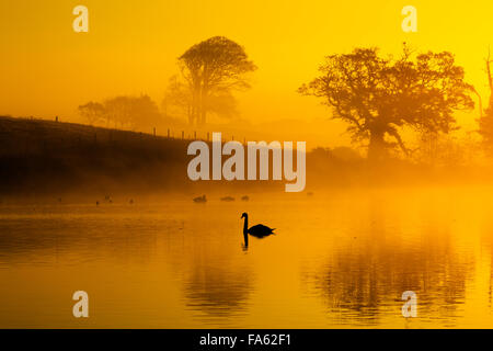 Höckerschwäne bei Sonnenaufgang am nebligen Morgen Felbrigg Norfolk Stockfoto