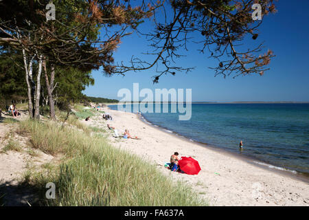 Blick entlang der Kiefer gesäumten Strand, Nybrostrand, in der Nähe von Ystad, Skane (Scania), Südschweden, Schweden, Europa Stockfoto