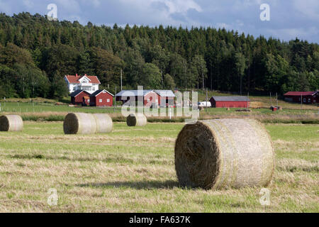 Typischer schwedische Bauernhof mit runden Heu Ballen, in der Nähe von Kode, Bohuslan, Schweden, Schweden, Südwesteuropa Stockfoto