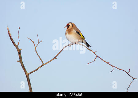Europäische Stieglitz (Zuchtjahr Zuchtjahr) thront auf Zweig, Yorkshire, Großbritannien, Februar Stockfoto