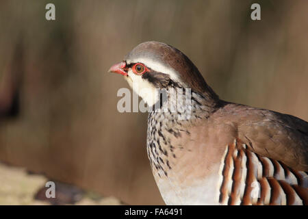 Rothuhn (Alectoris Rufa) Erwachsene, Nahaufnahme, Yorkshire, UK, März Stockfoto