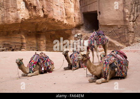 Kamele im Treasury Bereich, Petra, UNESCO World Heritage Site, Jordan Stockfoto