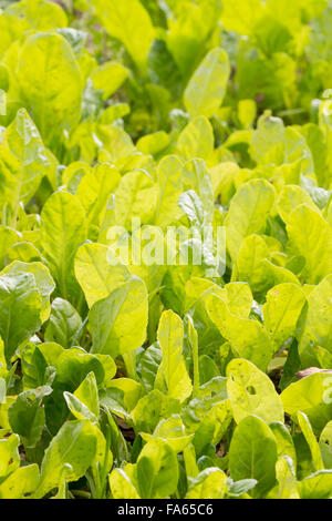 biologischem Anbau von Salat. Jungpflanzen von Blattgemüse in einem Garten aufwachsen Stockfoto