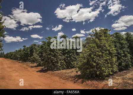 Kaffeeplantage in der Landschaft-Region des cerrado Stockfoto