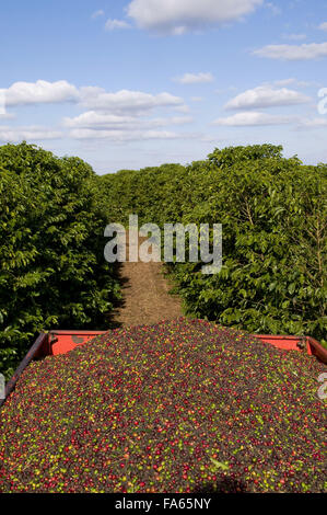 Wagen Sie mit Kaffeebohnen in der Mitte der Kaffee-Plantage Stockfoto