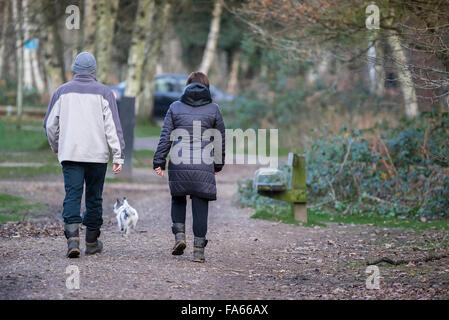 Hund Spaziergänger in Thorndon Park Wald in Essex, England, Vereinigtes Königreich. Stockfoto