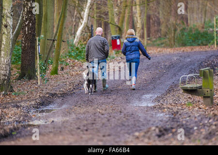 Hund Spaziergänger schlendern durch Thorndon Park Waldland in Essex, England, Vereinigtes Königreich. Stockfoto