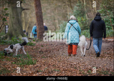 Hund Spaziergänger durch Thorndon Park Waldland in Essex, England, Vereinigtes Königreich bummeln. Stockfoto