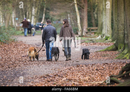 Hundebesitzer genießen Sie einen Spaziergang durch den Wald Thorndon Park in Essex, England, Vereinigtes Königreich. Stockfoto