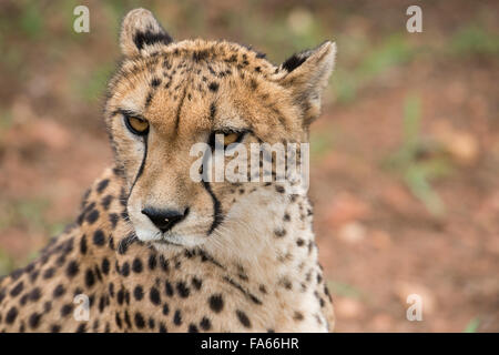 Südafrika, Pretoria, De Wildt Shingwedzi Cheetah & Wildlife Preserve & Ann van Dyk Cheetah Center. Gepard. Stockfoto