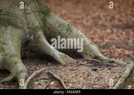 Rotbuche (Fagus Sylvatica), Wurzel mit Buche Keimen, Deutschland