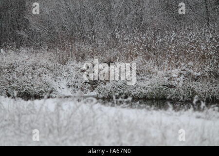 Familie von Wildente starten unter Flussufer mit weißen Schnee fliegen Stockfoto