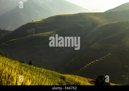 Mann mit dem Fotografieren in Reisterrassen in den Bergen, Yenbai, Vietnam Stockfoto