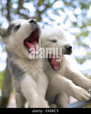 Zwei Siberian Husky Welpen spielen Stockfoto