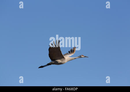 Bosque del Apache National Wildlife Refuge, größere Sandhill Kran (Grus Canadensis Tabida), New Mexico, USA Stockfoto