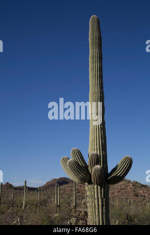 Saguaro-Nationalpark, West-Tucson Mountain District, Saguaro Kaktus (Camegiea Gigantea), Arizona, USA