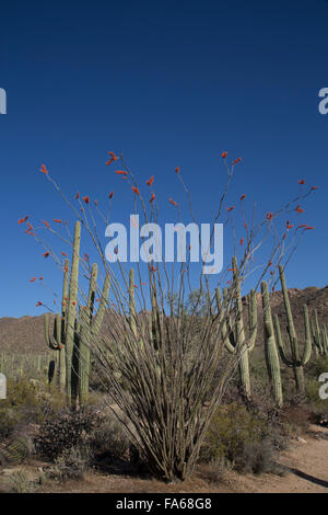 Saguaro-Nationalpark, West-Tucson Mountain District, Ocotillo Kaktus (Vordergrund), Saguaro Kaktus, Arizona, USA Stockfoto