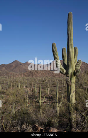 Saguaro-Nationalpark, West-Tucson Mountain District, Saguaro Kaktus (Camegiea Gigantea), Arizona, USA