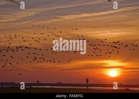 Herde Graylag Gänse fliegen über Fluss Ems, Oldersum, Deutschland Stockfoto