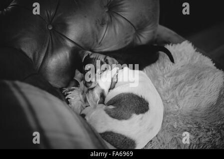 Zwei Jack Russell Hunde zu Hause Stockfoto