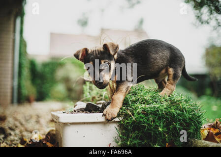 Jack Russell Welpen erkunden im Garten Stockfoto