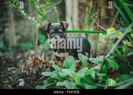 Jack Russell Welpen erkunden im Garten Stockfoto