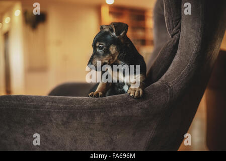 Jack Russell Welpen sitzen auf einem Stuhl Ei Stockfoto