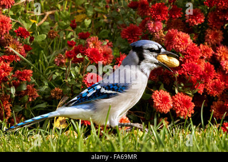 Blue Jay mit einer Erdnuss im Mund, colorado, USA Stockfoto