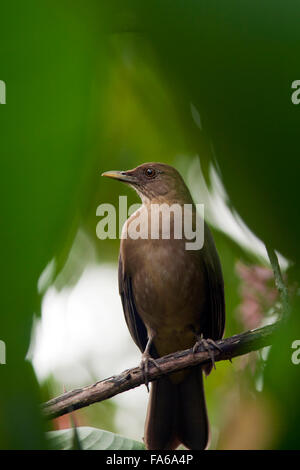 Clay-Colored Soor - Boca Tapada, San Carlos, Costa Rica Stockfoto