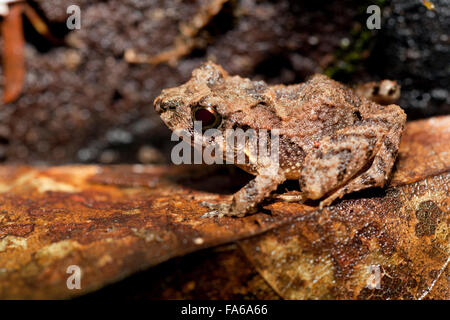 Craugastor Frog Arten - La Laguna del Lagarto Lodge - Boca Tapada; San Carlos; Costa Rica Stockfoto