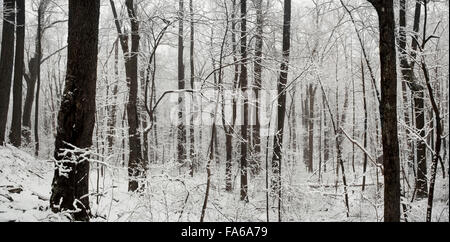 Panorama-Bild der verschneite Waldlandschaft - Pisgah National Forest - nahe Brevard, North Carolina USA Stockfoto
