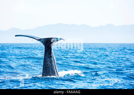 Pottwal Fluke, Kaikoura, Neuseeland Stockfoto