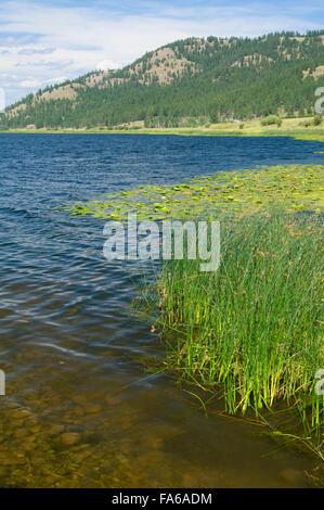 Smith Lake Rohrkolben, Smith See angeln Zugangsstelle, Montana Stockfoto