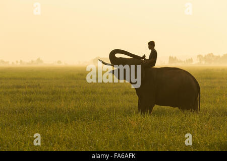 Mann sitzt auf einem Elefanten in einem Feld, Provinz Surin, Thailand Stockfoto