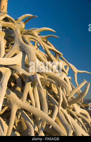 Elch Geweih Haufen, National Bison Range, Montana Stockfoto