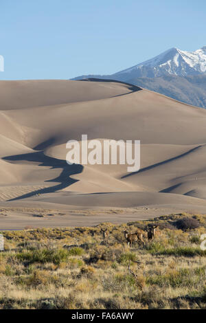 Great Sand Dunes National Park and Preserve, sand Dünen (Vordergrund), Sangre Cristo Mountains (Hintergrund), Colorado, USA Stockfoto