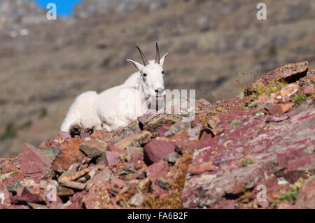 Bergziege auf Hidden Lake Trail, Glacier National Park, Montana Stockfoto