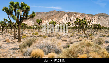 Joshua Tree Nationalpark, Kalifornien, USA Stockfoto