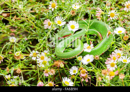 Bush Viper Schlange (Atheris Hispida) Gänseblümchen Gras getarnt Stockfoto