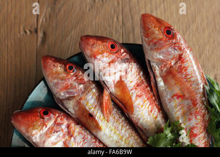 Vier rote Meerbarbe Fisch auf Teller Stockfoto