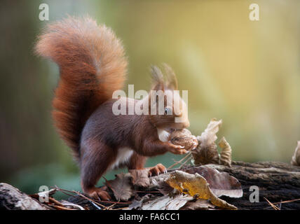 Eichhörnchen mit einer Mutter, Artica, Navarra, Spanien Stockfoto