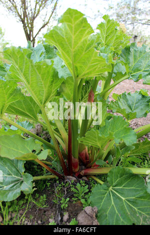 großer Strauch mit Rhabarber im Sommer Stockfoto