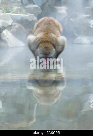 Japanisch Schnee Affe Trinkwasser an heißen Quellen, Nagano, Chubu, Honshu, Japan Stockfoto